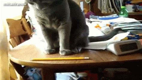 12 GIFs of Cats Knocking Things Over