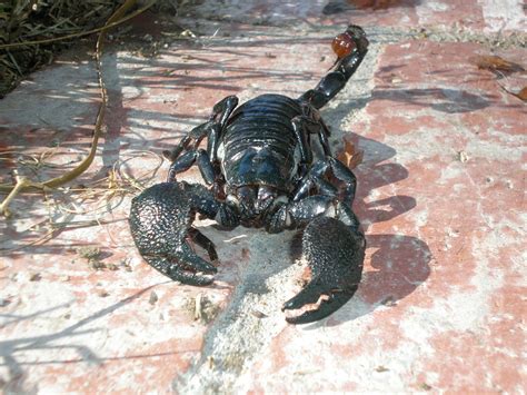 Captive Care of Emperor Scorpion Pandinus imperator