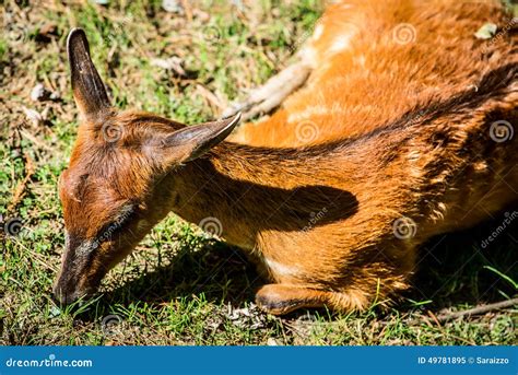 Red lechwe antelope stock image. Image of kobus, wild - 49781895