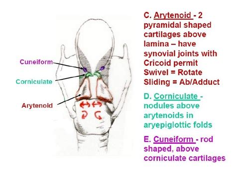 Laryngeal Nerve Anatomy