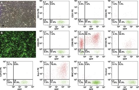 Figure 3 from MRI of iron oxide nanoparticle-labeled ADSCs in a model of hindlimb ischemia ...