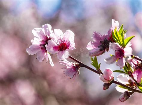 Peach Orchard Blossom Closeup in Spring. Blooming Fruit Peach Trees in Kibbutz in Spring in ...
