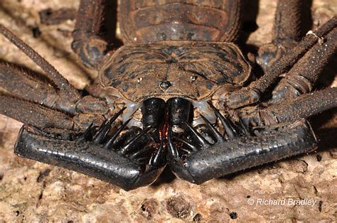 Amblypygi: AAS | American Arachnological Society