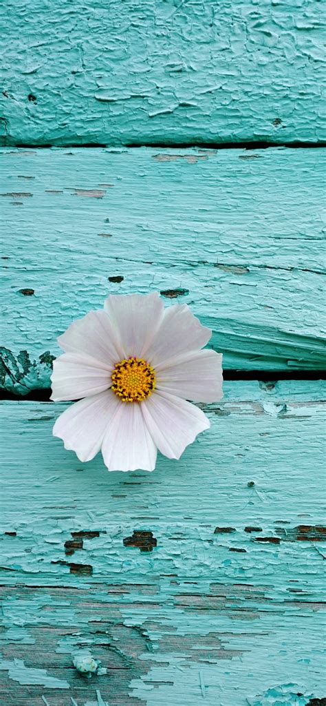 White flower Wallpaper 4K, Wooden background, Teal