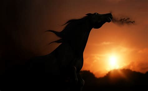 Free download Silhouette of horse wallpapers and images wallpapers pictures [2000x1235] for your ...