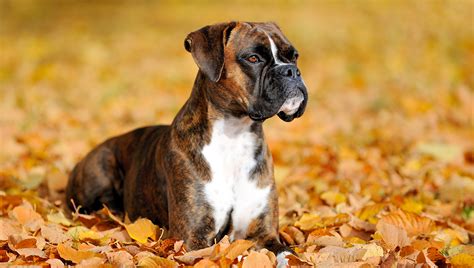 67+ Training A Boxer Puppy Tips Image - Bleumoonproductions