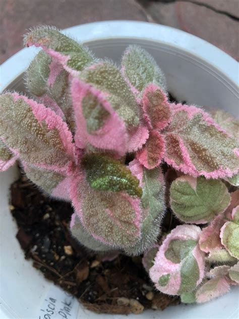 Gesneriaceae Episcia Pink Smoke -Japan, Furniture & Home Living, Gardening, Plants & Seeds on ...