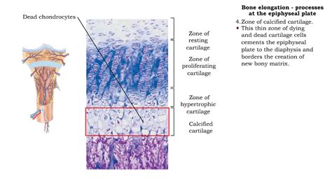 Long Bone Labeled Epiphyseal Plate : Bone - These include the long ...