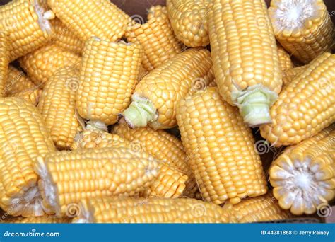 Shucked Corn On The Cob Stock Photography | CartoonDealer.com #44281868