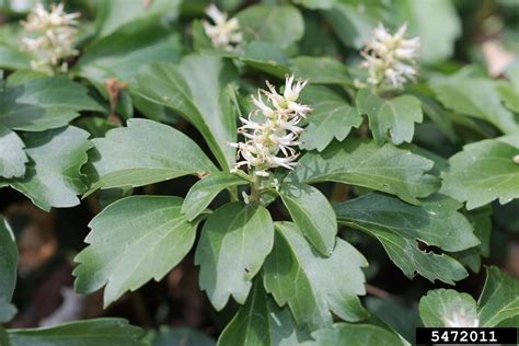 Japanese pachysandra (Pachysandra terminalis)