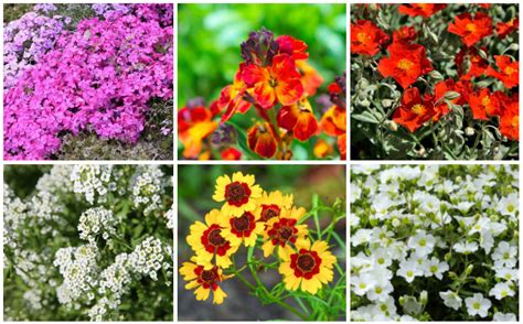 15 Perfect Low-Growing Perennials - Garden Lovers Club