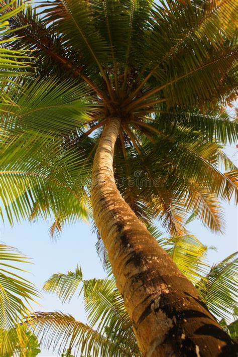 Coconut tree on Maldives stock image. Image of color - 53329801