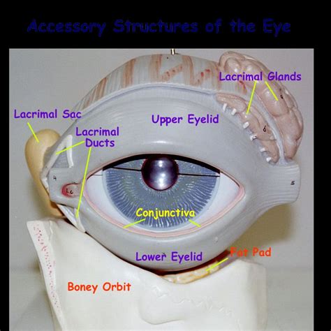 eye model labeled anatomy eye anatomy model labeled with importantly of eye anatomy model ...