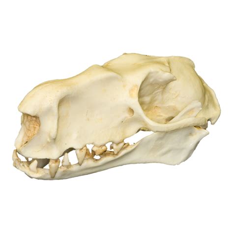 Replica Hammerhead Fruit Bat Skull (Male) — Skulls Unlimited International, Inc.