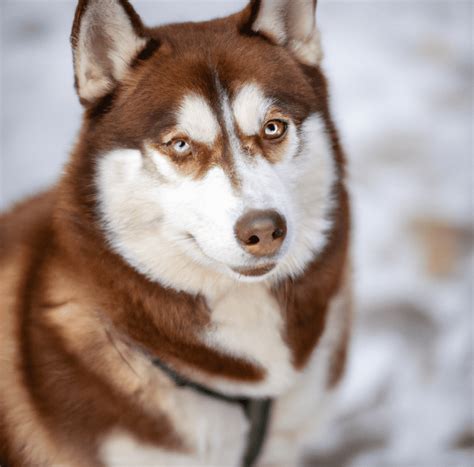 Image of a Brown Husky | Pet Dog Owner