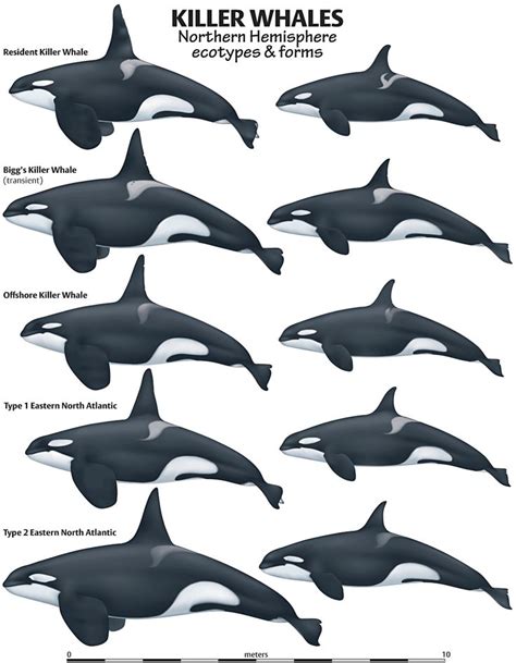 Pin on Orca whales