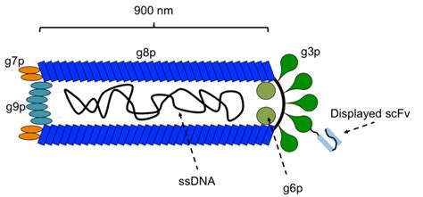 Recombinant Antivenoms (PDF Download Available)