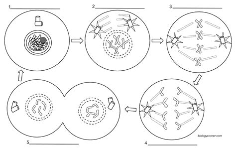 Mitosis Coloring - Biology LibreTexts