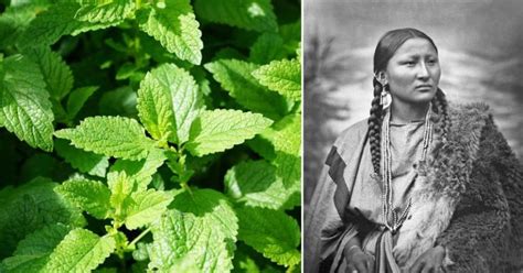 10 Medicinal Plants Native Americans Used To Cure Everything From Inflammation To Infections ...