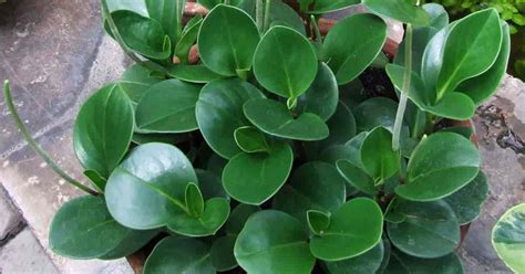 What Makes Peperomia Obtusifolia the Perfect Indoor Plant?