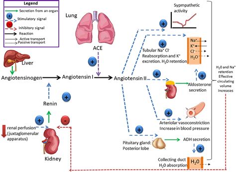 Frontiers | When Less or More Isn't Enough: Renal Maldevelopment Arising From Disequilibrium in ...