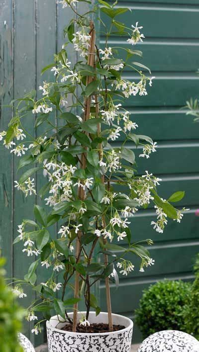 Star Jasmine Vine | 1000 | Climbing plants, Plants, Jasmine plant