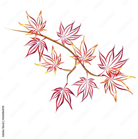 Autumn japanese maple (Acer palmatum, fullmoon maple). Hand drawn vector sketch of maple branch ...