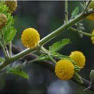 Flowers of Acacia nilotica | Download Scientific Diagram