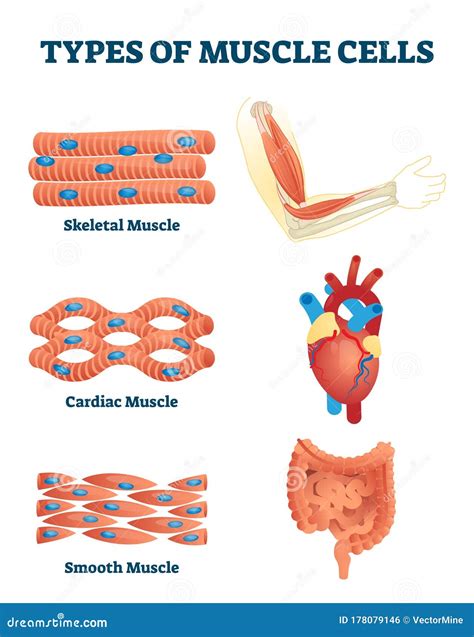 Types Of Muscle Tissue Cartoon Vector | CartoonDealer.com #71582759