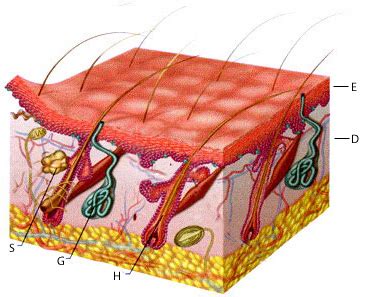 Tissue/Integumentary Jeopardy Template