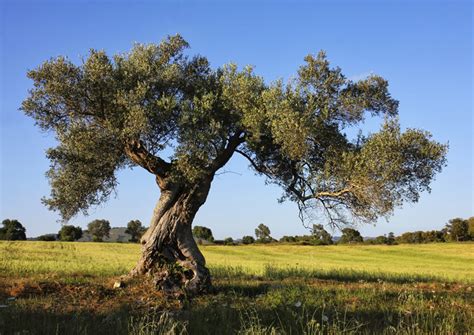 La piana degli ulivi secolari - stune