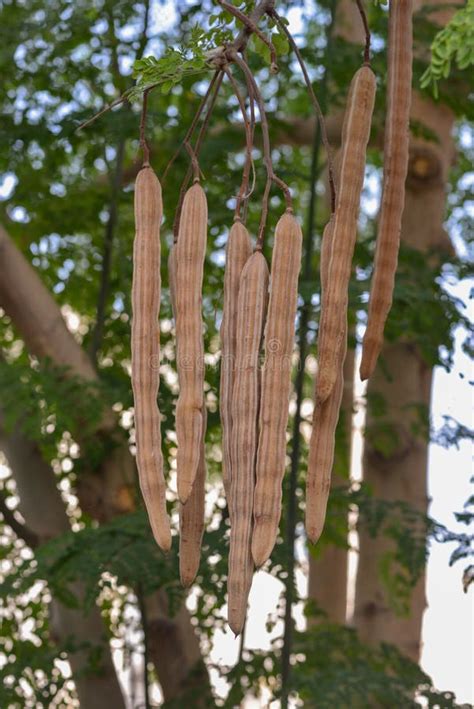 Moringa Oleifera Tree Dry Fruits Stock Image - Image of middle, climate ...