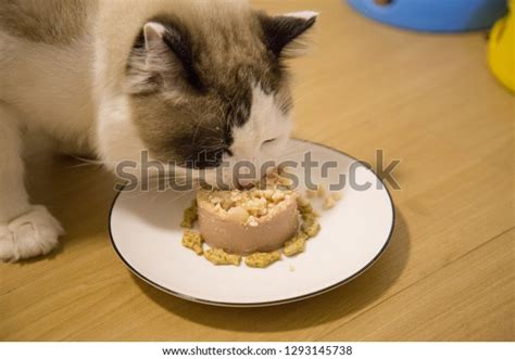 Cute Cat Eating Cat Birthday Cake Stock Photo 1293145738 | Shutterstock