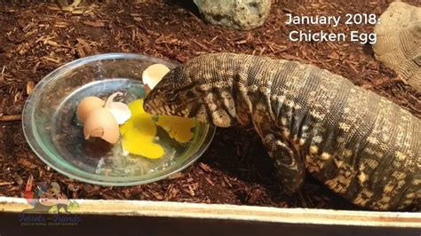 Baby to 3 year old Argentine Tegu Feeding (No whole prey items) - YouTube