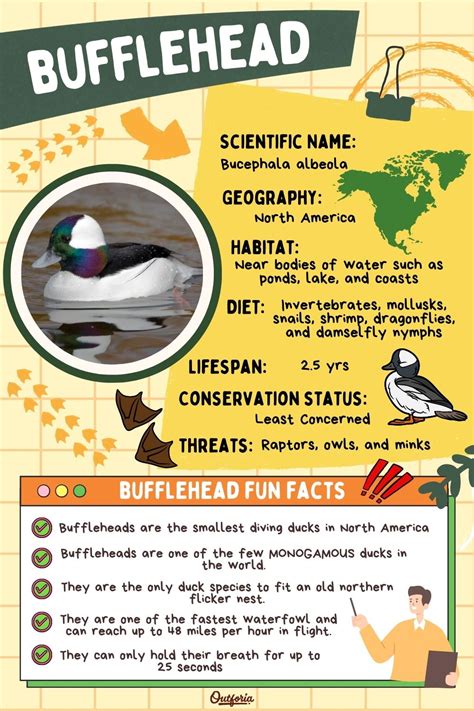 The Fascinating Life of Bufflehead Ducks: A Closer Look