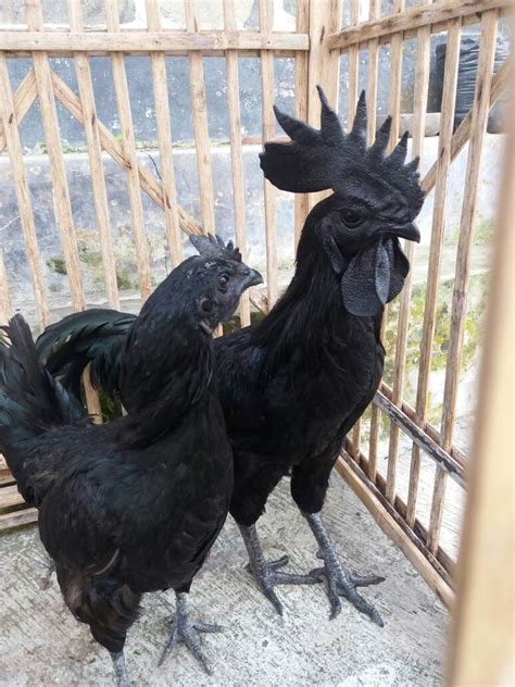 ternak ayam cemani yogyakarta