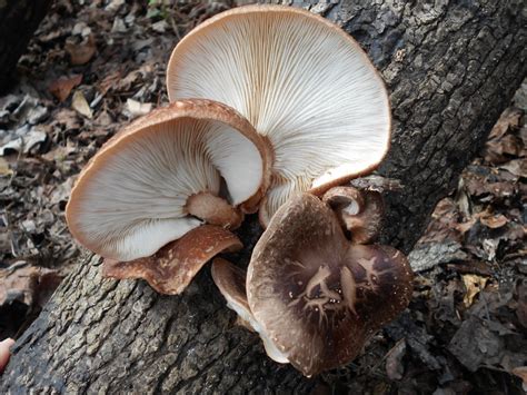 Deliciously Simple Method Of Growing Beautiful Shiitake Mushrooms ...