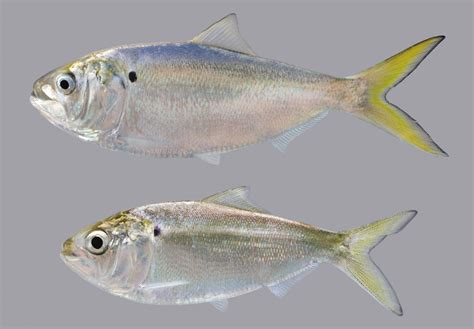 Yellowfin Menhaden – Discover Fishes