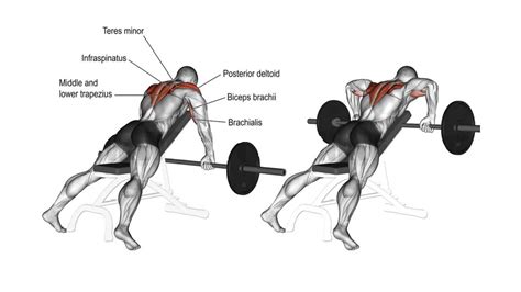 Upright Row: Muscle Worked, Form, Benefits, Variations