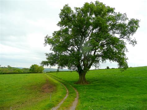 Oak tree by the track © Jonathan Billinger cc-by-sa/2.0 :: Geograph Britain and Ireland