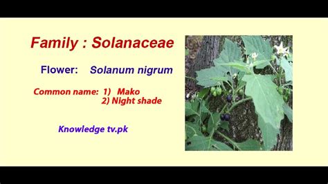 Family Solanaceae - YouTube