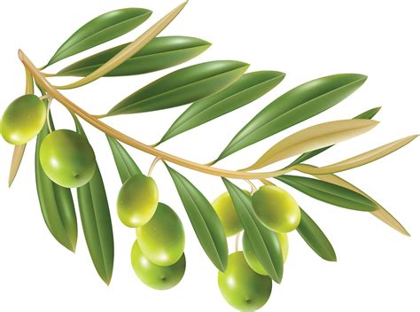 Olive oil Clip art - Olive PNG png download - 3504*2606 - Free ...