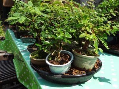 Ideas para bandejas de humedad: cómo hacer bandejas de guijarros para plantas de interior para ...