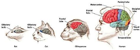 Can your frontal lobe be ‘overdeveloped’? What would happen? | by ...