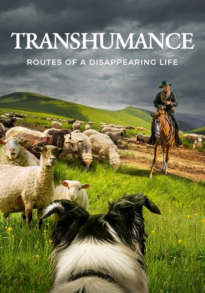 Watch Transhumance: Routes to a Disappearing Life (202 - Free Movies | Tubi