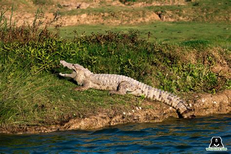 World Crocodile Day: Meet The Three Indian Crocodilians! - Wildlife SOS