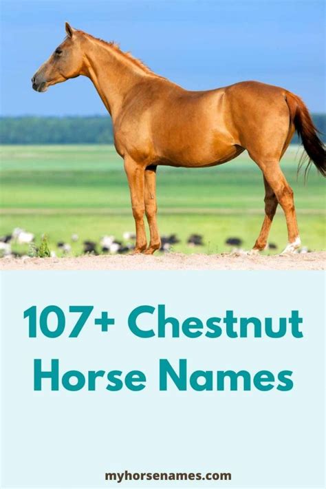 107+ Chestnut Horse Names [Ultimate Ideas] - Equine Desire