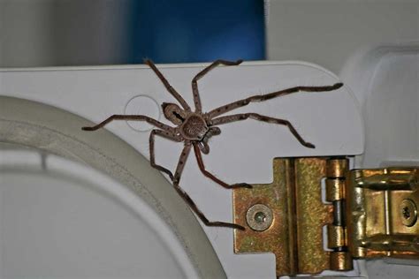 17 Interesting Facts About Huntsman Spiders (Pictures) - Wildlife Informer