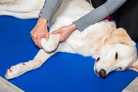 Dog Arthritis Massage: Its Benefits and How to Do It – Top Dog Tips