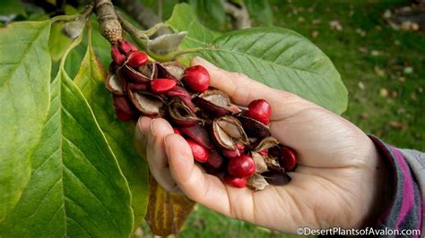 Harvesting Magnolia Tree Seeds - YouTube